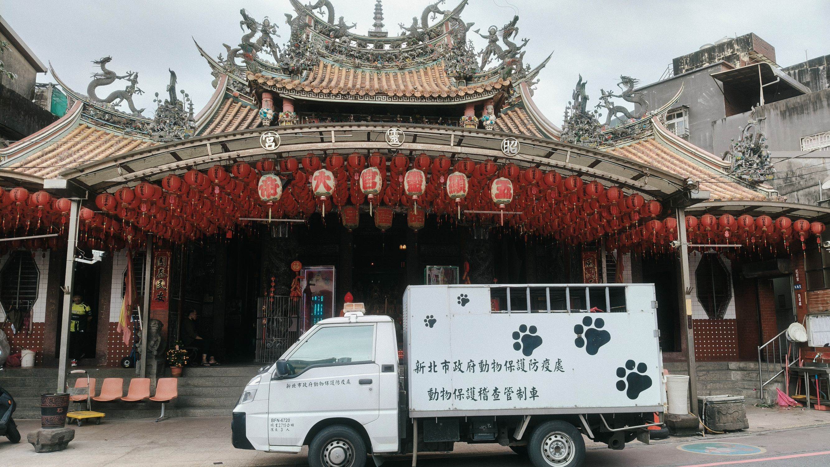 新北市動保處派出動保員前往昭靈宮協助處理