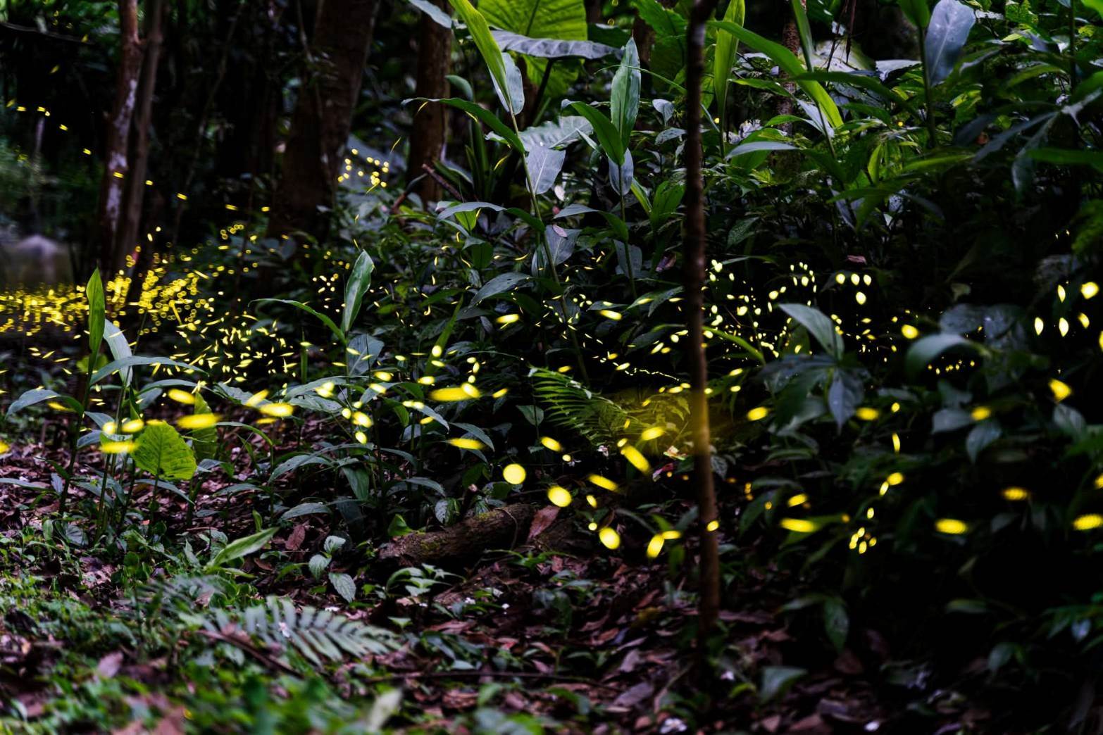 3.坪林親水吊橋周邊賞螢步道_0