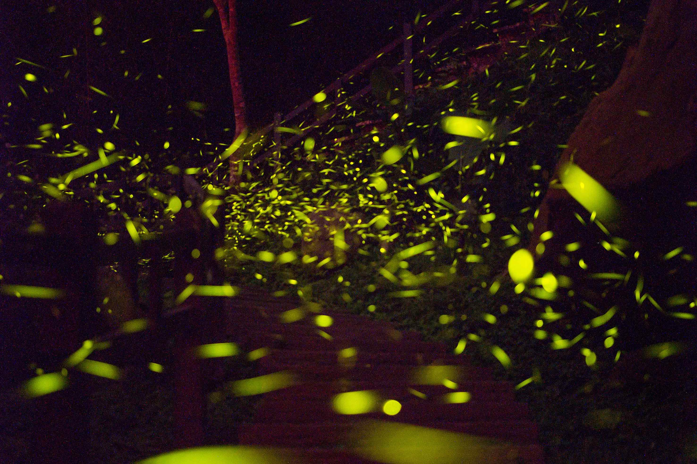 阿里山里佳部落螢火蟲閃爍，點亮山林夜色。(圖/嘉義縣政府提供)