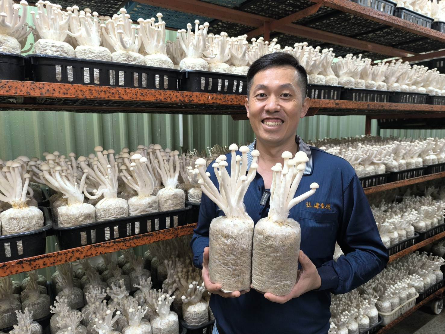 圖三:小農陳峻洋細心培育出口感清脆的有機白精靈菇。