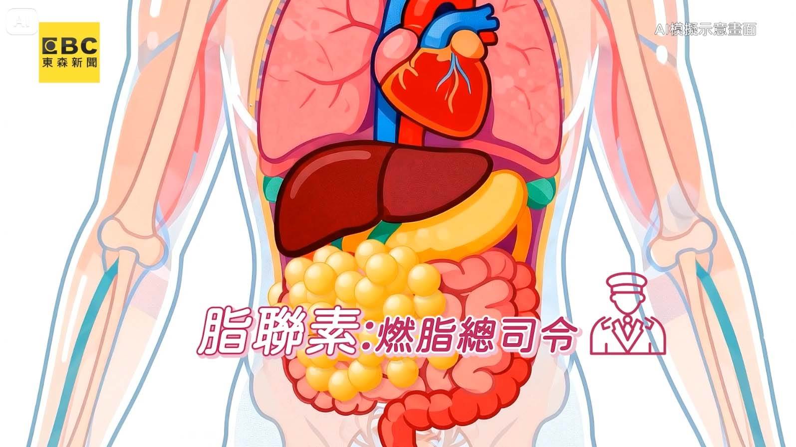 脂聯素是影響代謝的關鍵。 （圖／東森新聞）