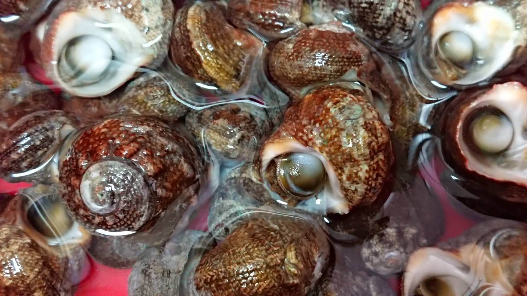 吐沙中的珠螺。（圖／業者提供）