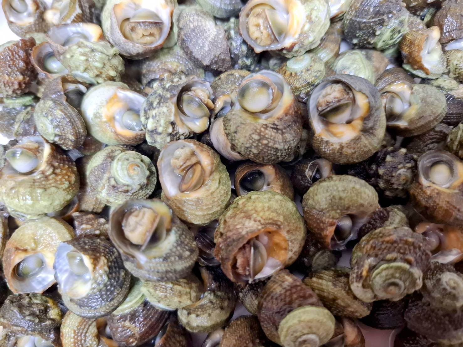 煮熟後的珠螺。（圖／業者提供）