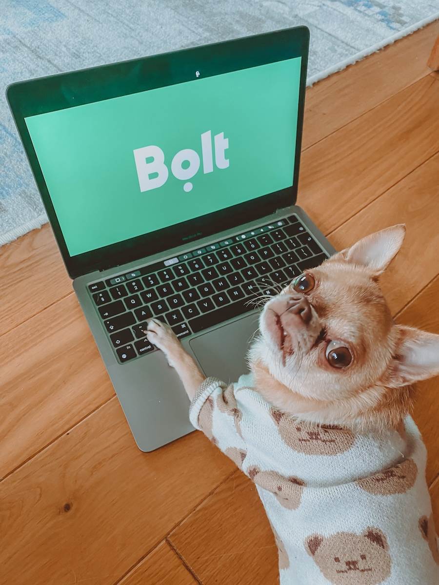 「寵物博特」提供可攜帶寵物的車輛選項，讓飼主在叫車時即可明確選擇適合的服務。（圖／Bolt提供）