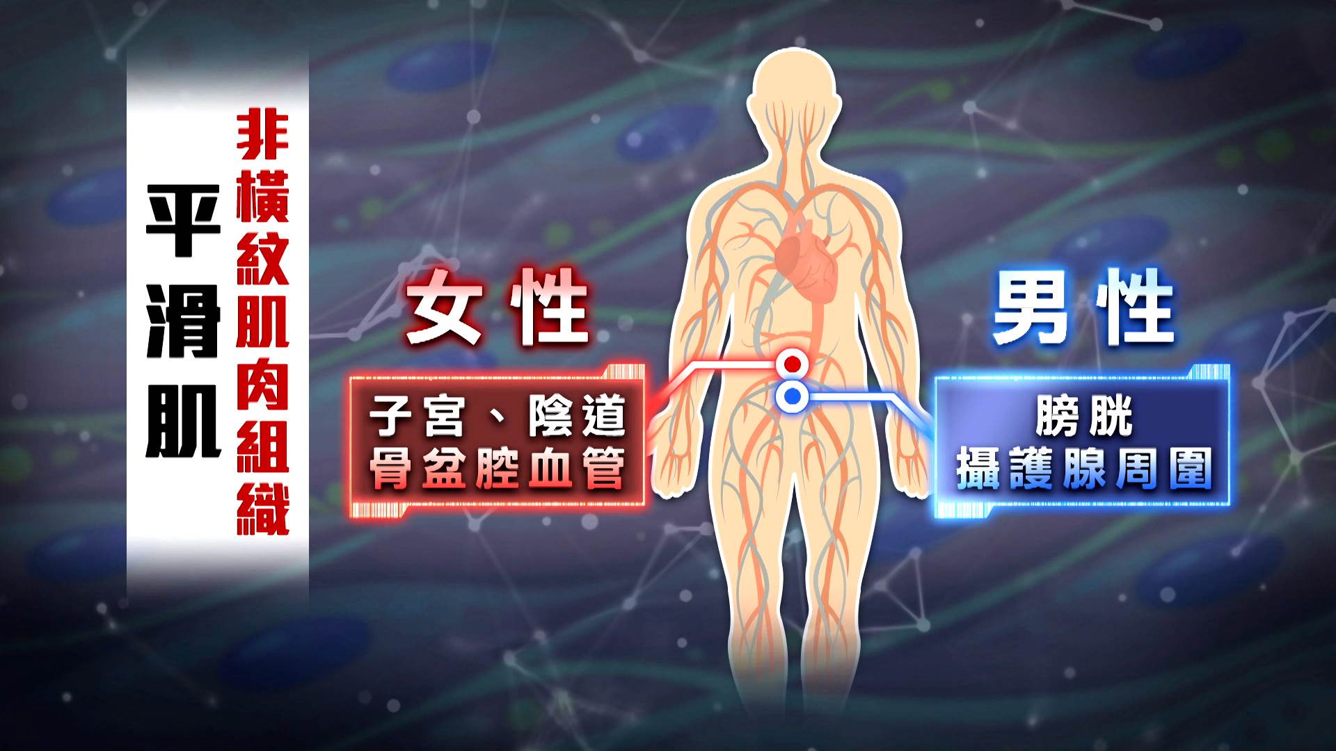 熟齡族群常見頻尿、夜尿問題，恐與<a href='/search/tags/平滑肌/' target='_blank'>平滑肌</a>功能有關。（圖／東森新聞）