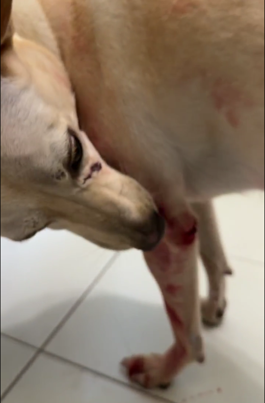 犬隻舔拭傷口2_0