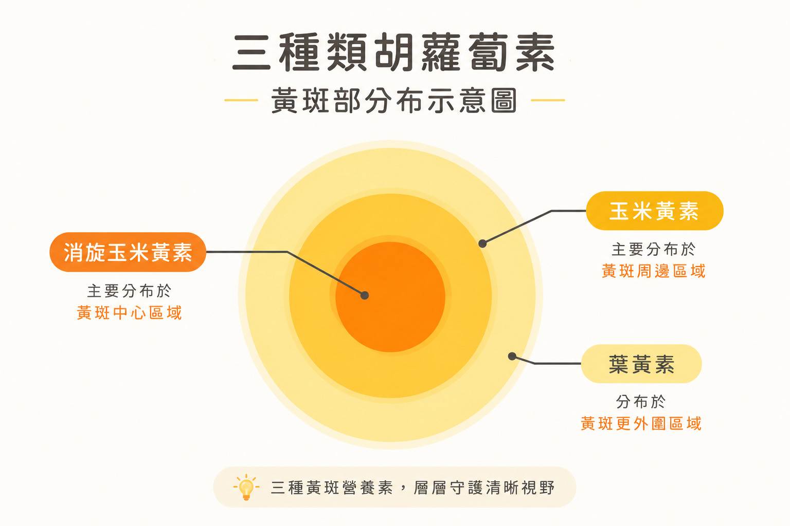 「黃斑部」是由三種類胡蘿蔔素共同建構的立體防護網，在眼睛裡各自扮演不同角色。（圖／東森新聞）