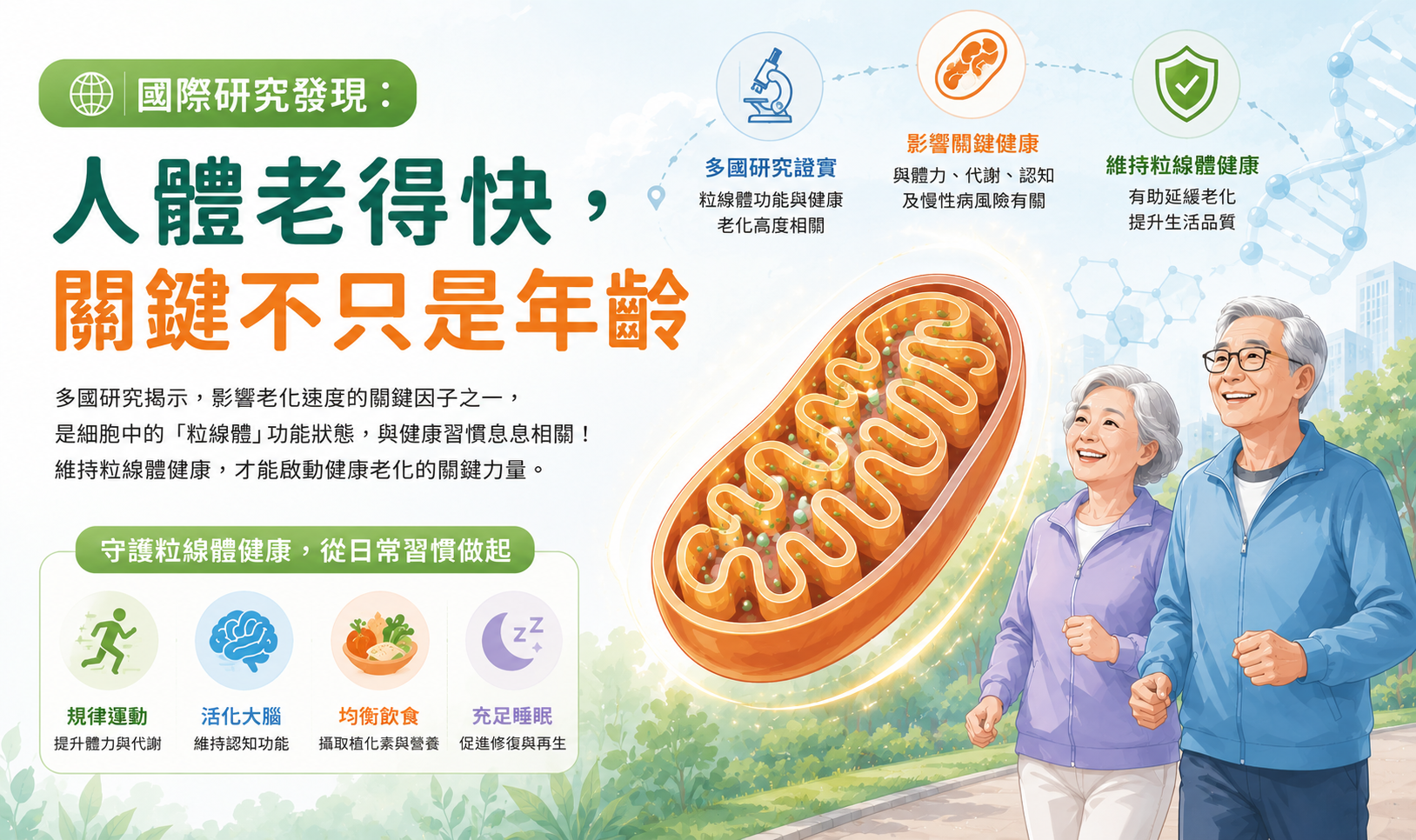 粒線體不只是發電廠,更是細胞修復的重要助手。(圖/業者提供)