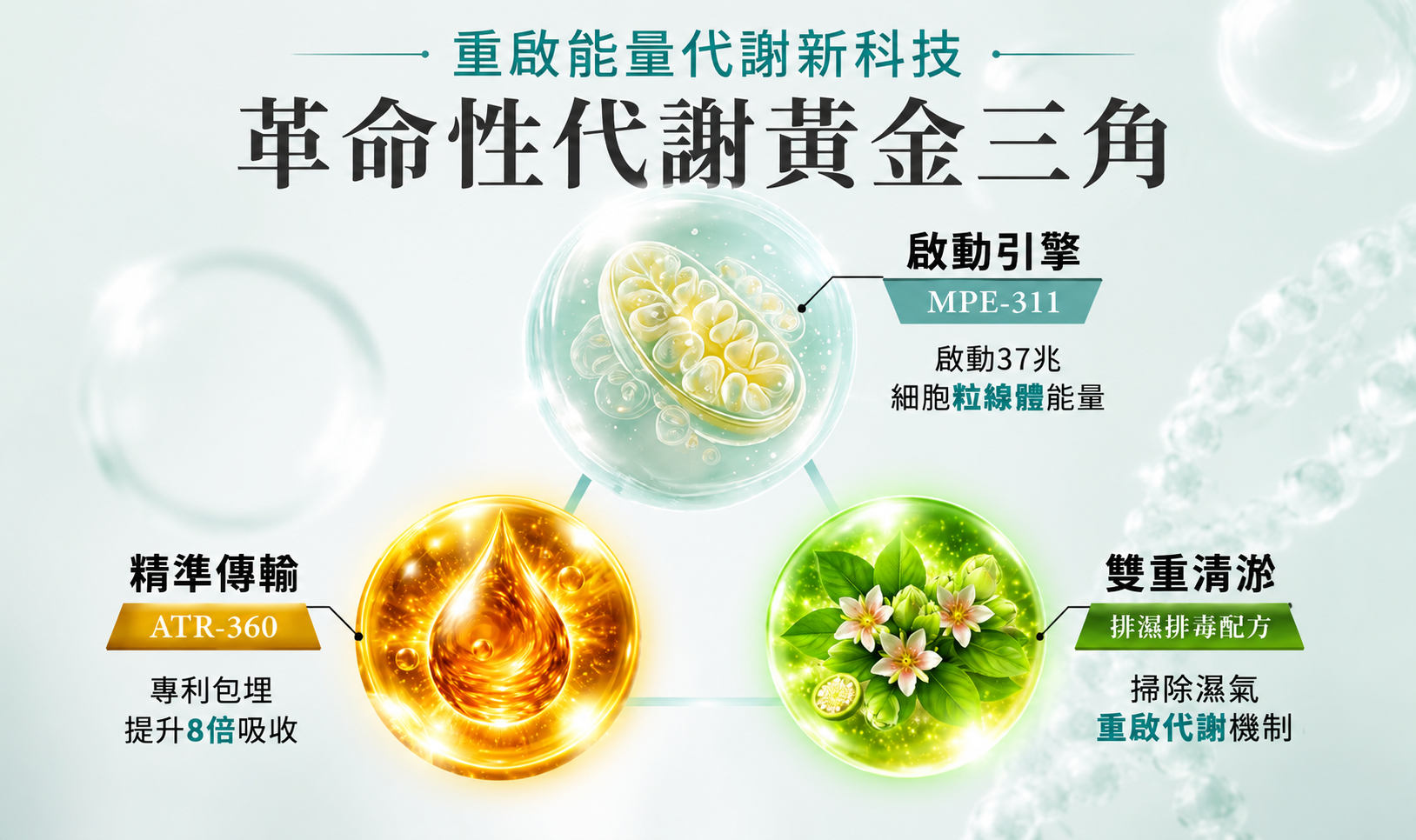 透過三大核心機制,協助身體維持良好代謝與活力狀態。(圖/業者提供)
