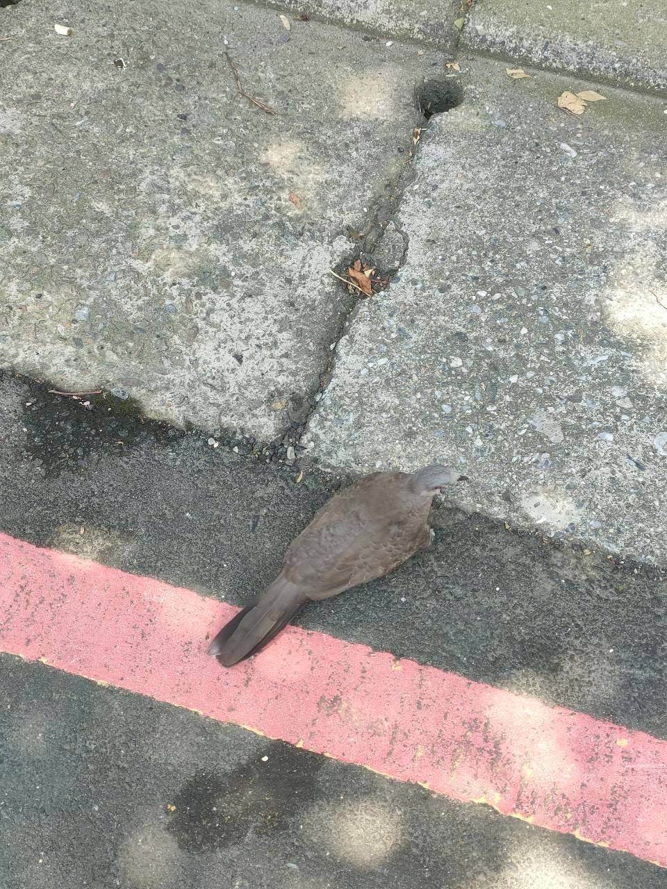 珠頸斑鳩為都市常見之原生種鳥類。