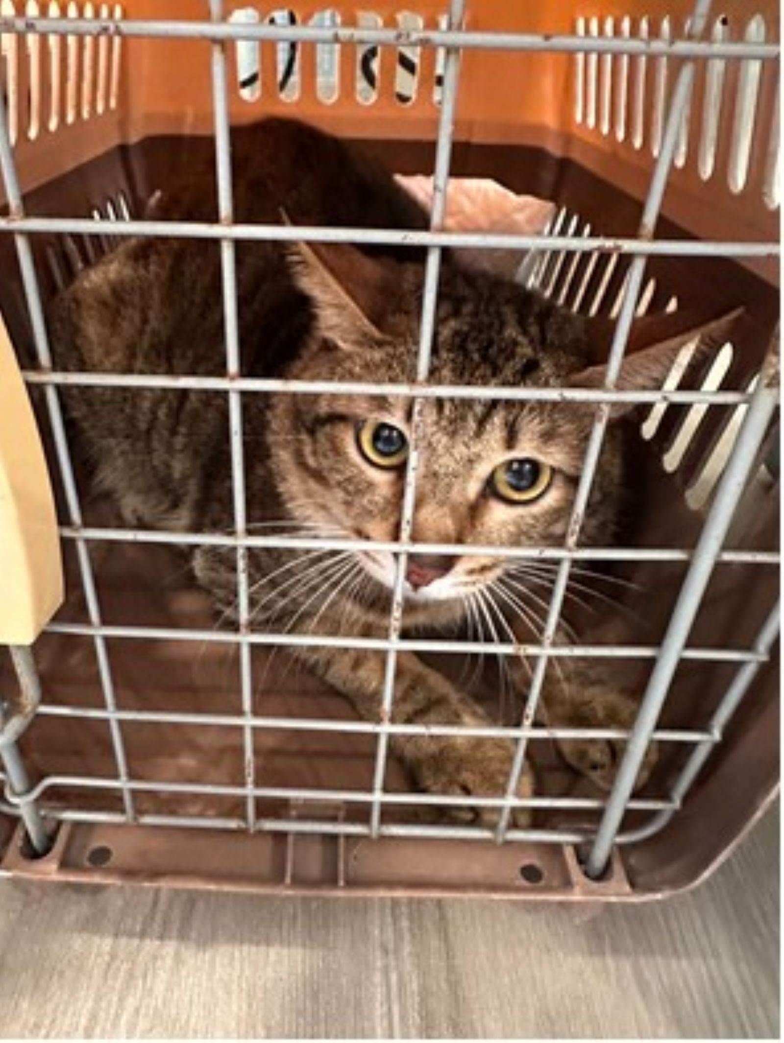 飼主徒留米克斯等死,由動保處收容安置。
