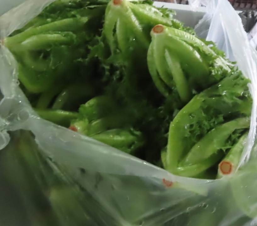 萵苣