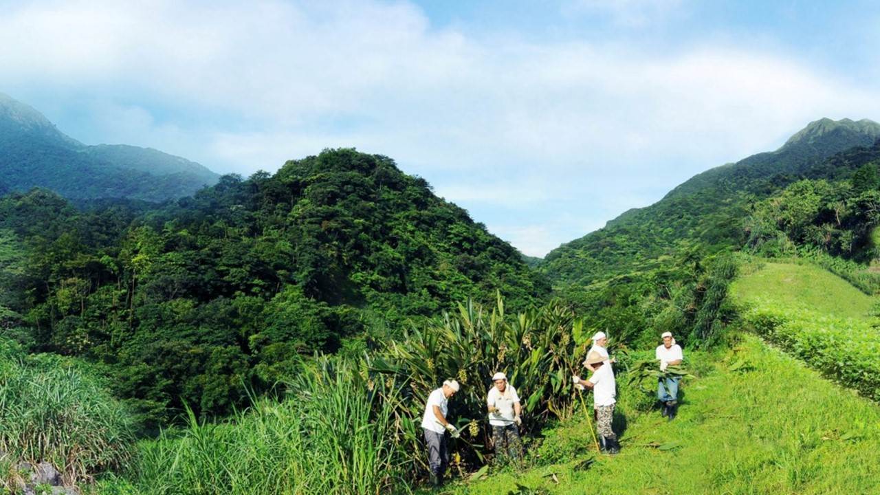 陽明山阿原農場栽種的「火山艾」,汲取火山土壤養分,蘊含濃郁的草本香氣。(圖/阿原YUAN提供)