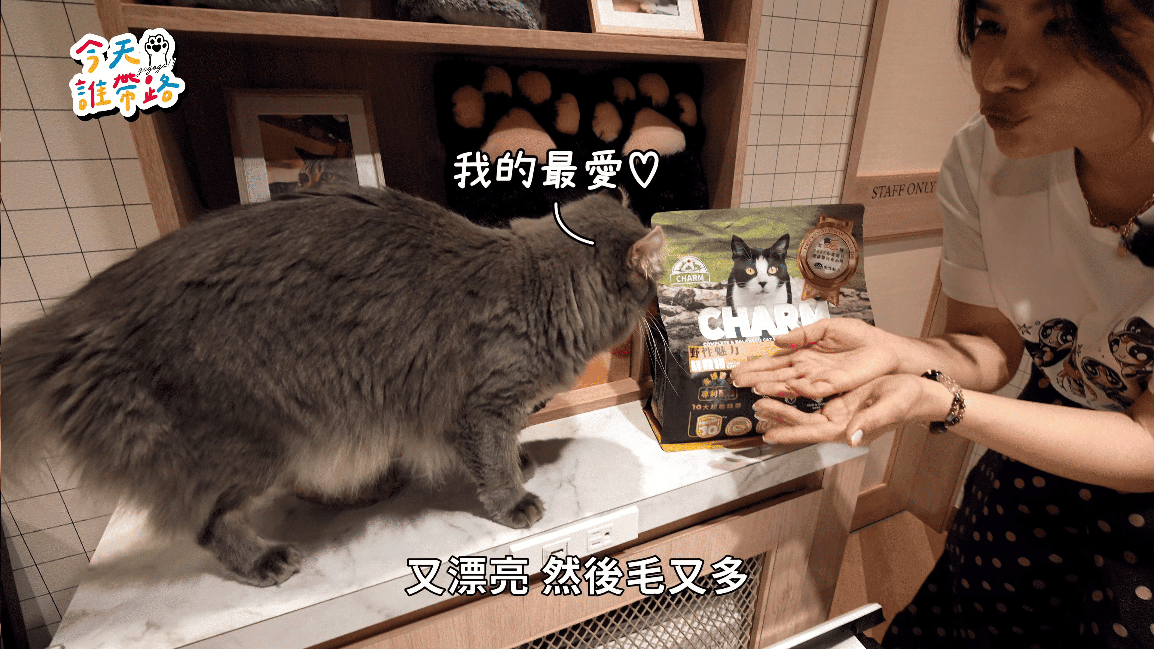 ▲《今天誰帶路》董仔走訪日系貓咖,與萌貓近距離互動。(圖/今天誰帶路提供)
