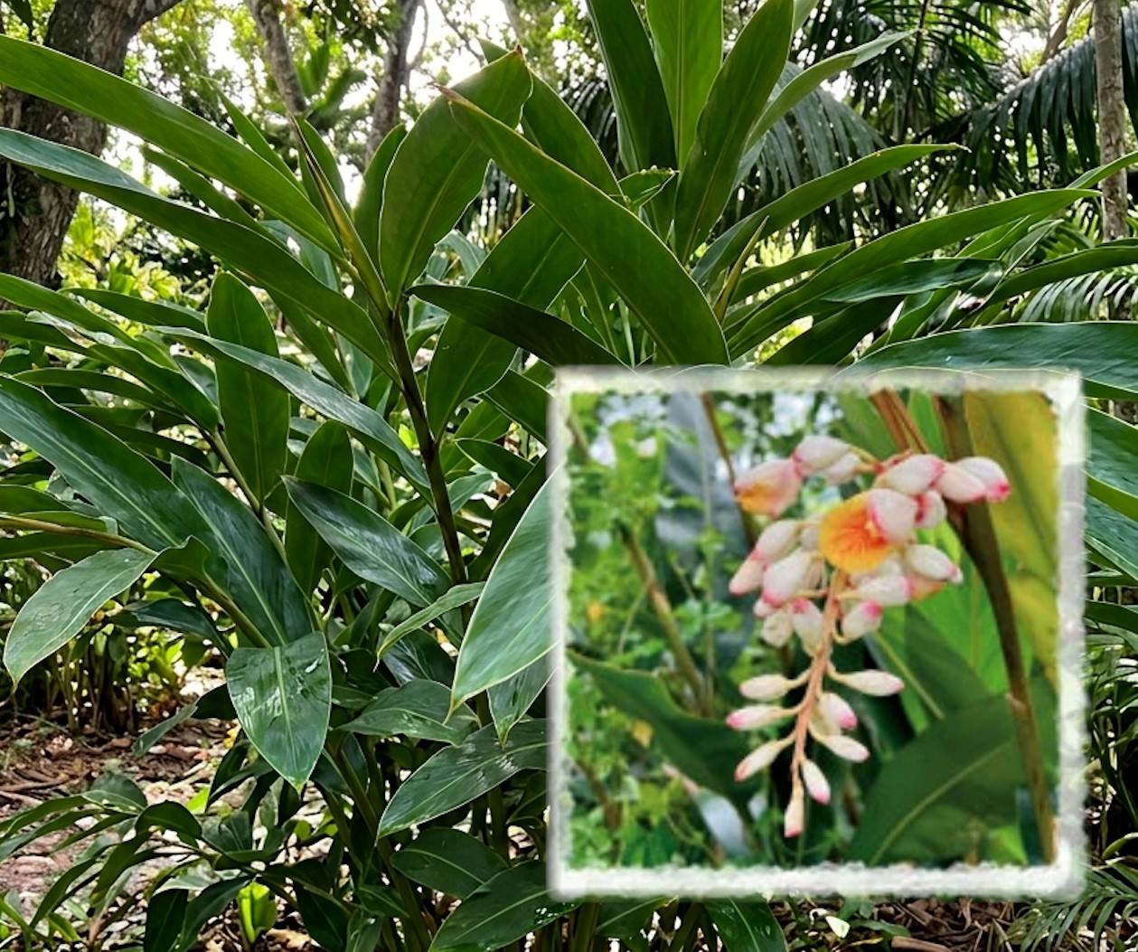阿原位於陽明山的自有農場,運用台灣得天獨厚的天然資源,栽種月桃。(圖/阿原YUAN)