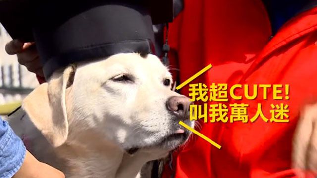 台版可魯現身台科大 在校七年畢業囉!