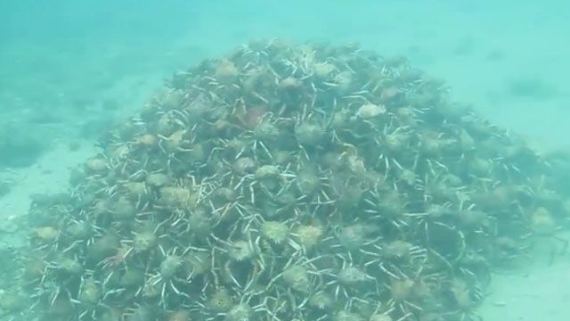 螃蟹版末日之戰?暗藏海底的高金字塔