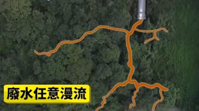 調查報導揭真相：茶葉和蝦仁的秘密！