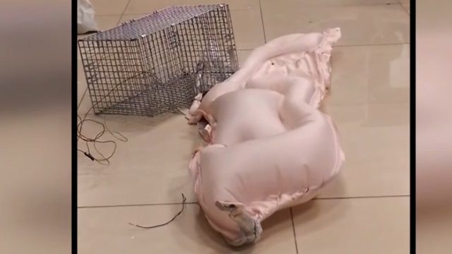 ​車禍免驚！側氣簾保命 面積大防頭部晃