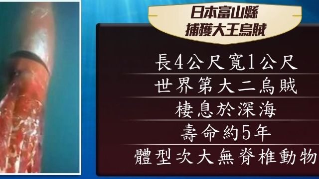​日富山縣淺海域 驚見深海大王烏賊