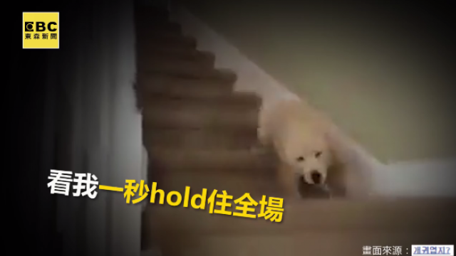毛小孩有練過!下樓梯摔倒「華麗炫技」