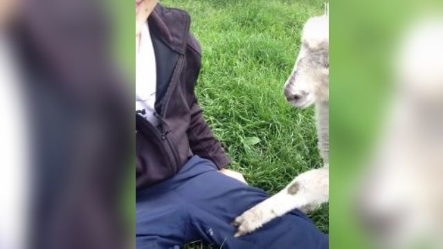 寵物爭寵賣萌討摸摸 后宮真的好煩！