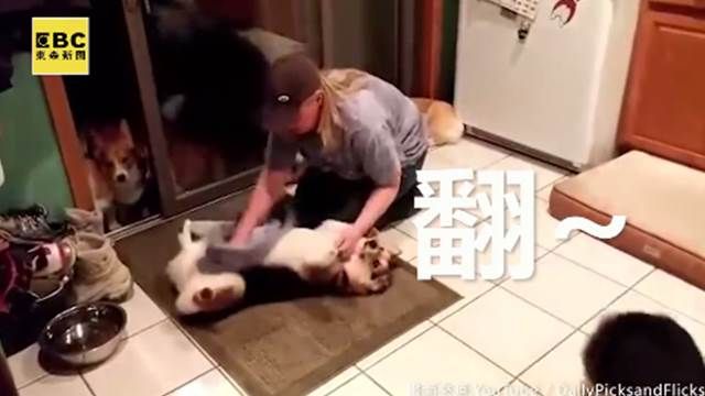 好有秩序!柯基排隊擦肚肚
