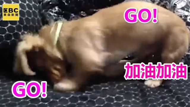 臘腸夢遊記 汪星人秒變奧運選手