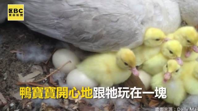 好有愛心!鴨媽把小袋狸當家人一樣看待