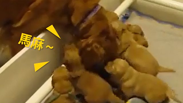 狗媽媽呵護寶寶?下一秒傻眼啦!