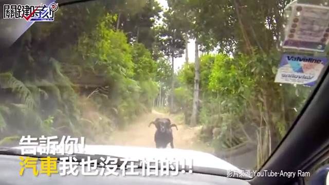 超兇猛!路霸羊衝撞無辜車輛