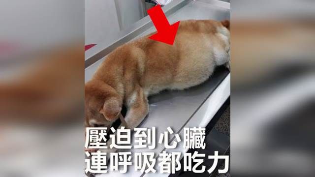 怕往生觸霉頭 重病老柴過年前遭棄養