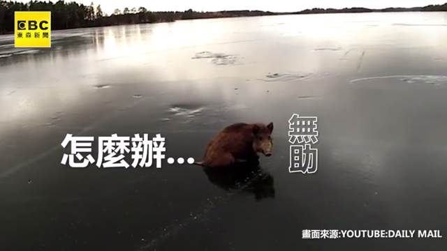 野豬騎士受困啦!善心人士神救援