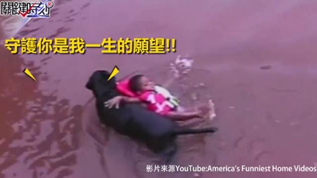 狗狗版即刻救援!誓死護主超感人!