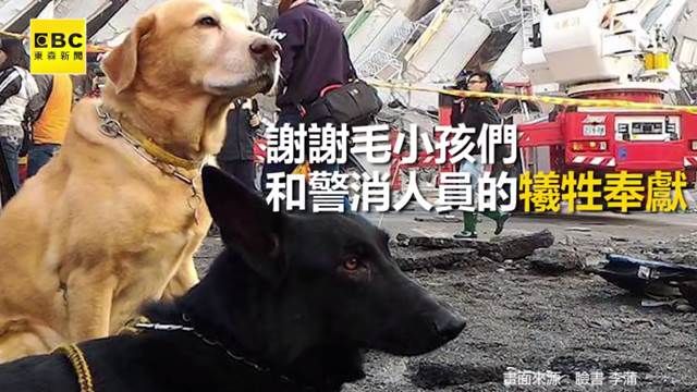 好感動!搜救犬後腳受傷仍奮力救災!