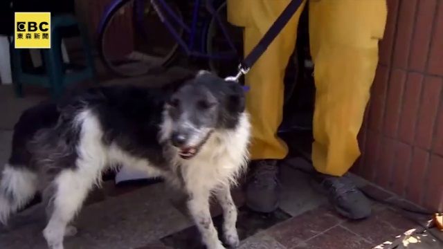 搜救犬「小強」超厲害 連日來找到5個標示點