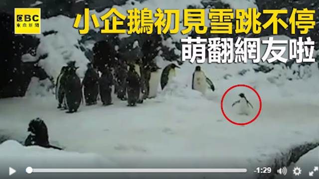 小企鵝第一次見雪 蹦蹦跳跳萌翻啦！