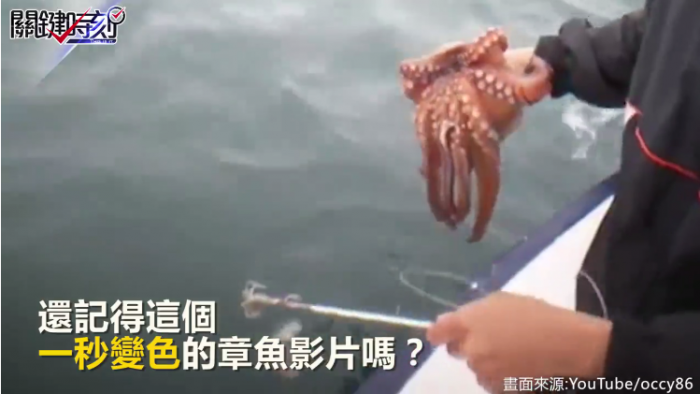 章魚打鬥會變色! 揭開生物符號機密...