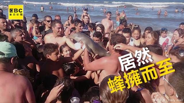沒人性!只顧自拍撫摸 竟把海豚玩到死