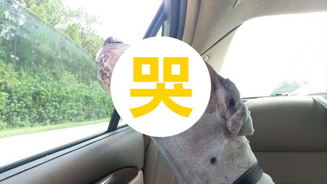 是真愛!一張「最後的兜風」照 讓人眼眶濕了...