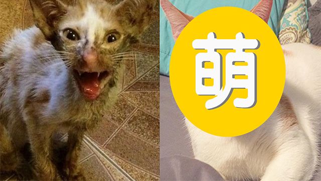 喵星人車禍脫臼 暖女用愛讓牠萌爆