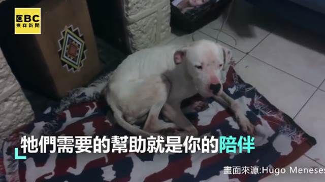 暖!因為四人無私的愛 牠現在變這樣!