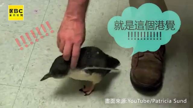 就是要摸頭! 小企鵝哀求好療癒