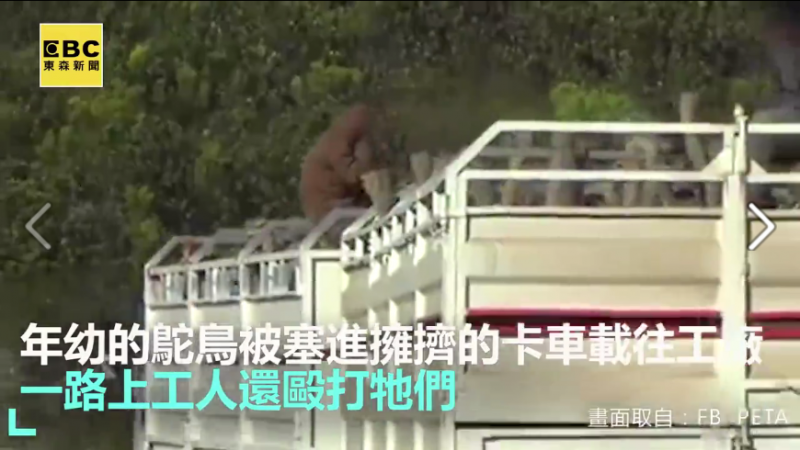 直擊!恐怖割喉虐殺鴕鳥 你的名牌包從這來?