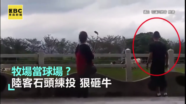 誇張!牧場當球場?遊客石頭練投狠砸牛