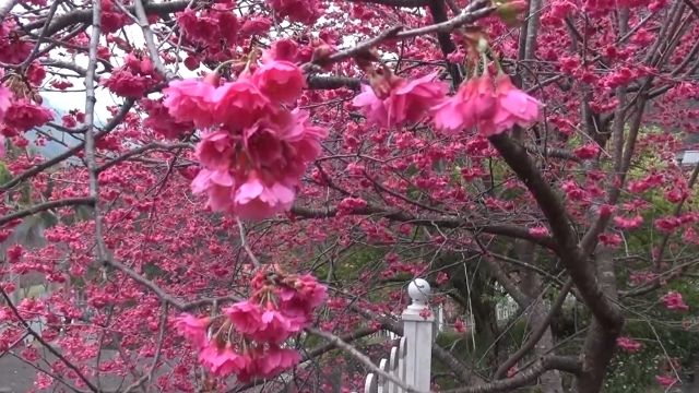 萬大電廠開放賞櫻 員工被疑「耍特權野炊」