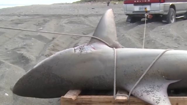 衝浪聖地「鯊」出沒！ 民眾釣到120kg低鰭真鯊