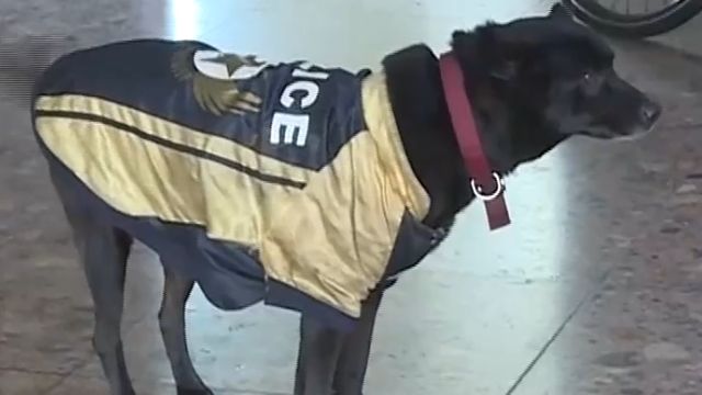 暗諷「一所一警犬」？ 警神回「要會抓紅燈警犬」
