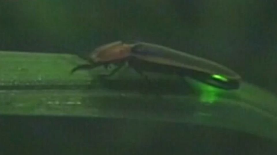 「螢」光閃爍！ 嘉義瑞里山 夜晚出現大量螢火蟲