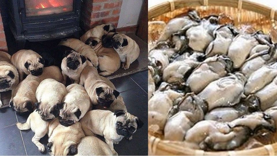 動物、食物?不用模仿!他們天生就是像